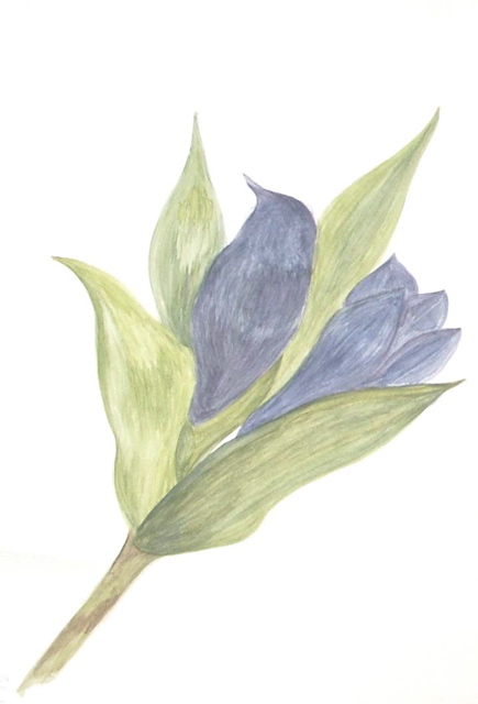 miyako