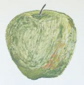 yoshmura