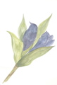 miyako