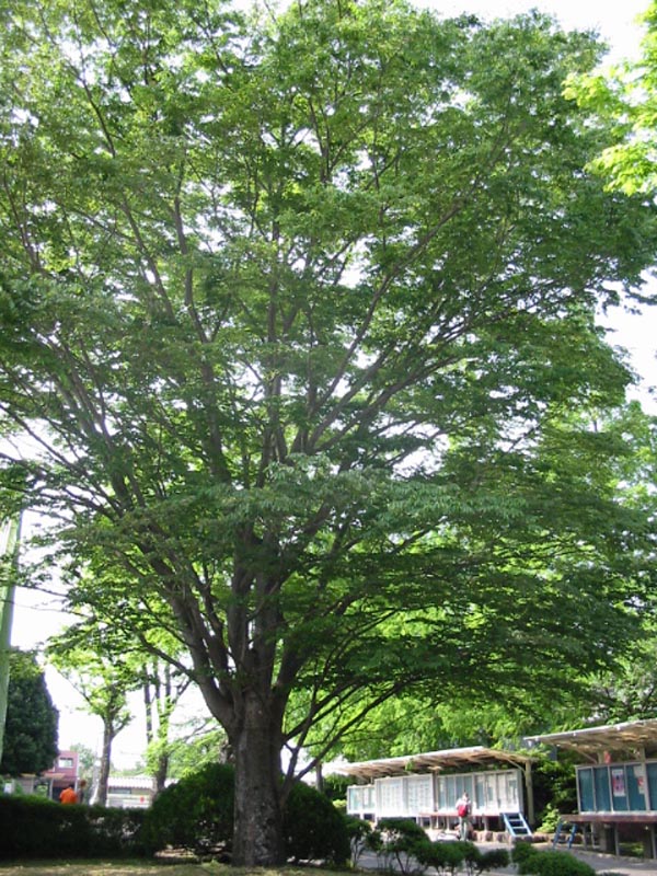 campus005